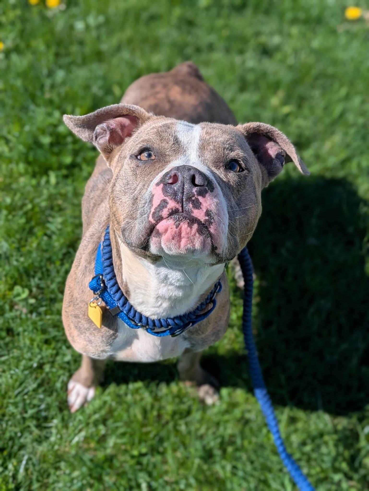Enlarge Zoe, an adopted mixed breed in Cleveland, OH image 2/6