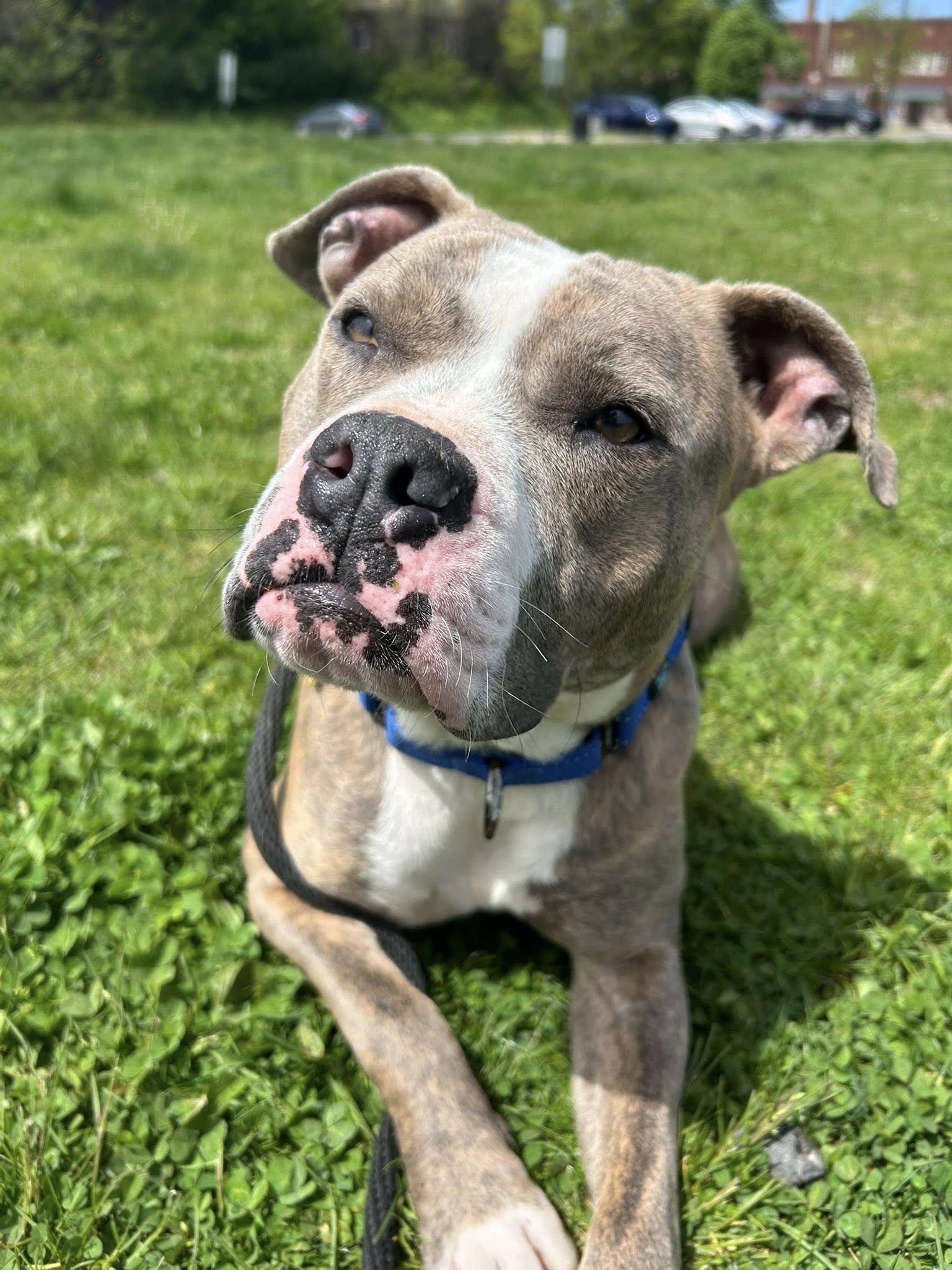 Enlarge Zoe, an adopted mixed breed in Cleveland, OH image 6/6