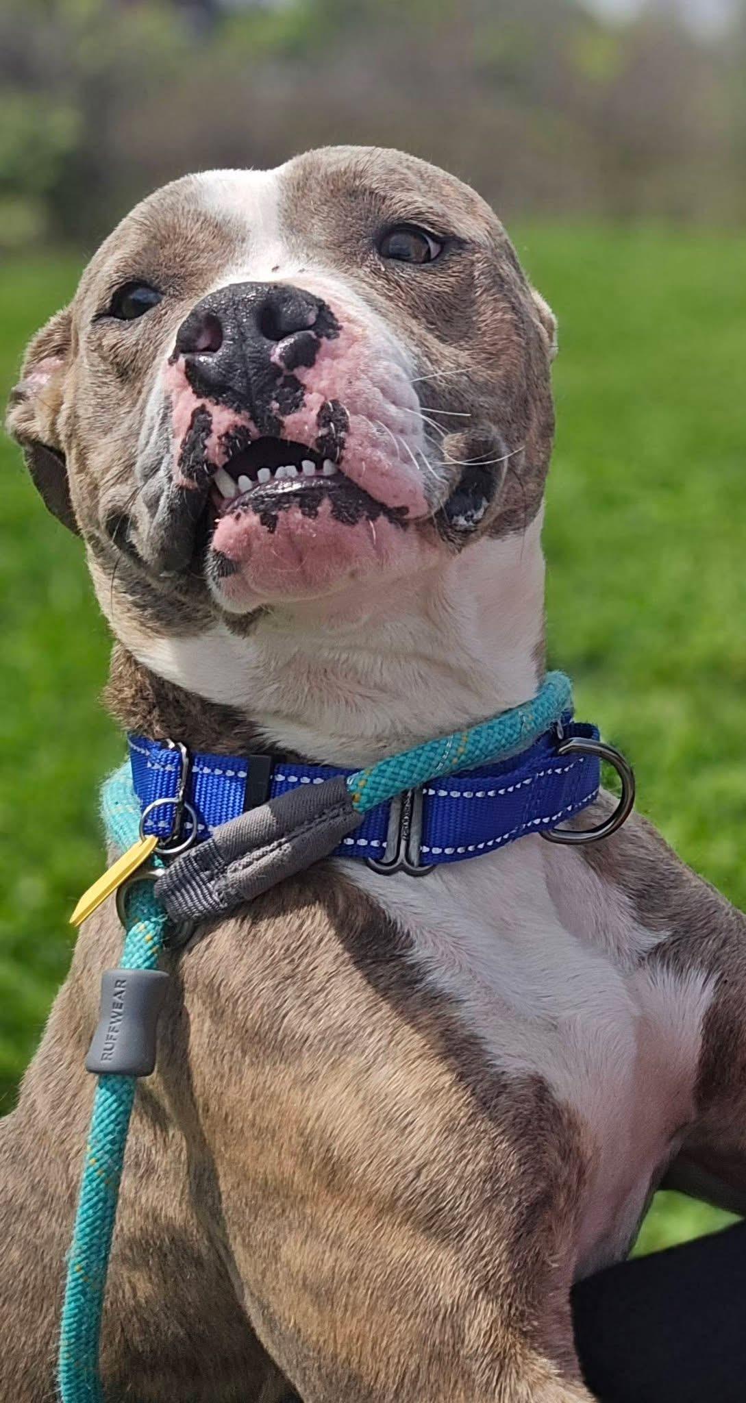 Enlarge Zoe, an adopted mixed breed in Cleveland, OH image 3/6