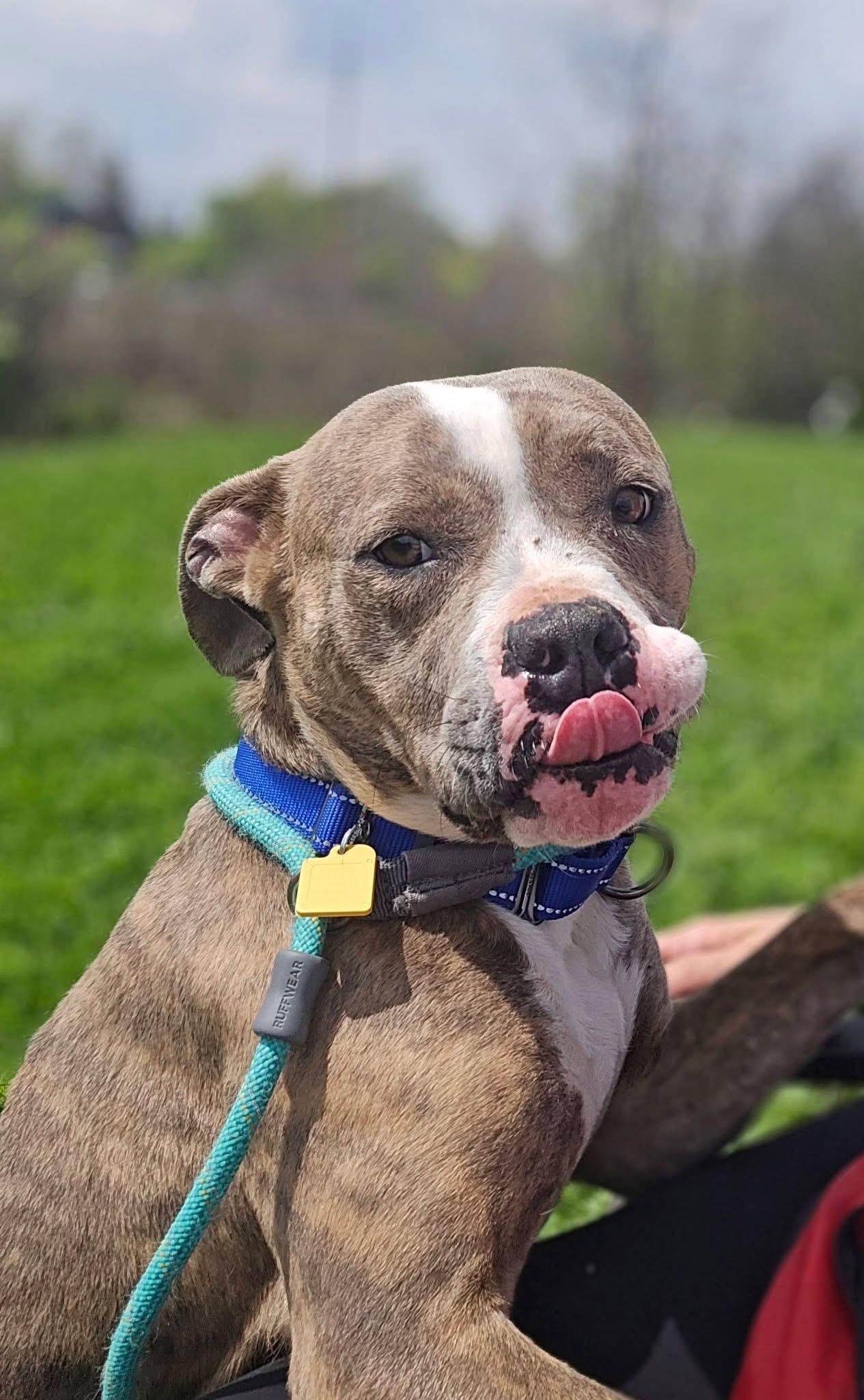 Enlarge Zoe, an adopted mixed breed in Cleveland, OH image 5/6