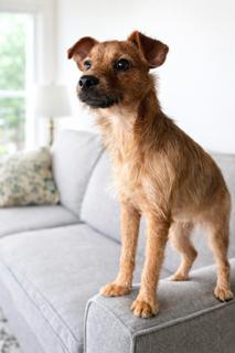 Whiskey, ADOPTABLE, Puppy Male Border Terrier & Cairn Terrier.