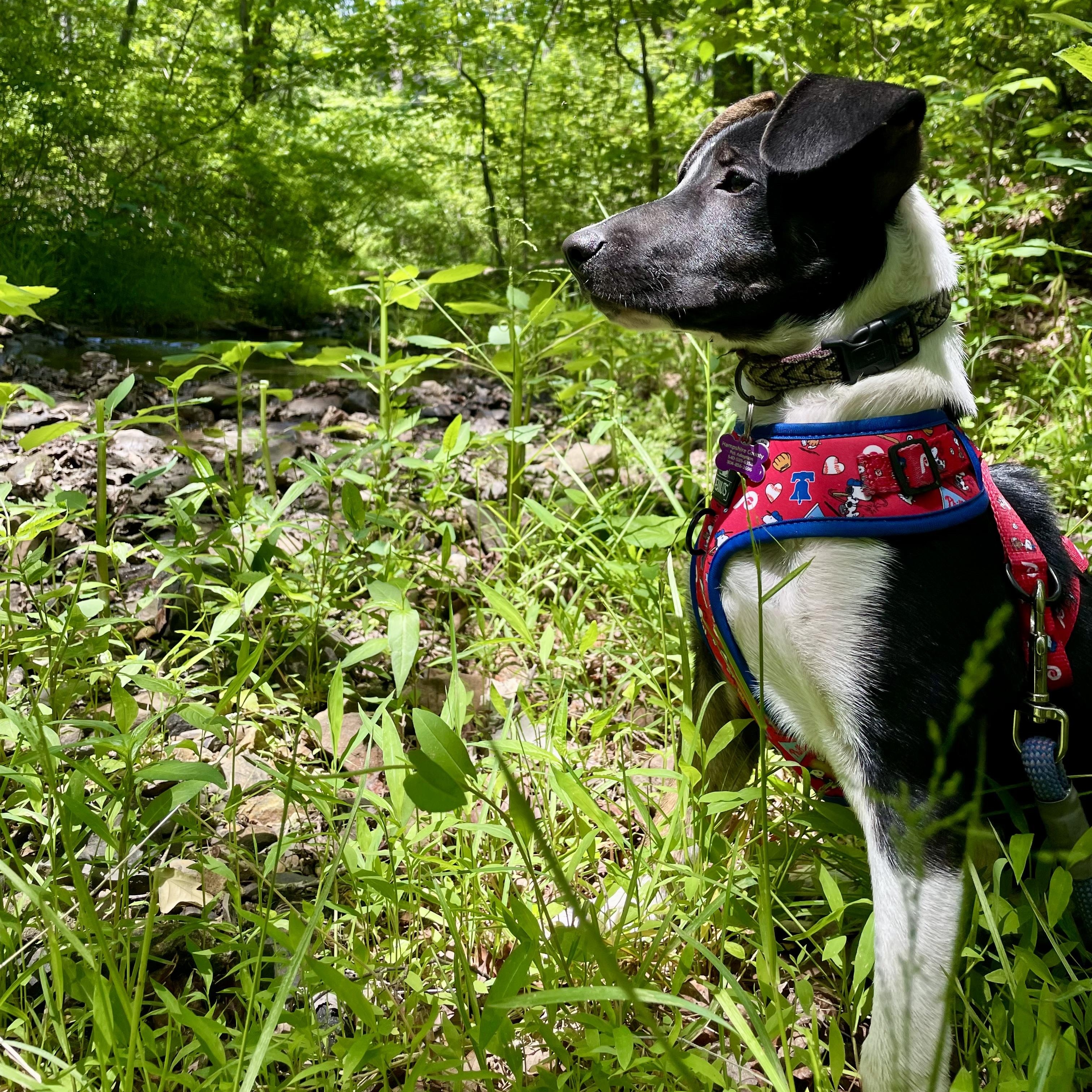 Mator, a ADOPTABLE mixed breed in High View, WV image 5/6