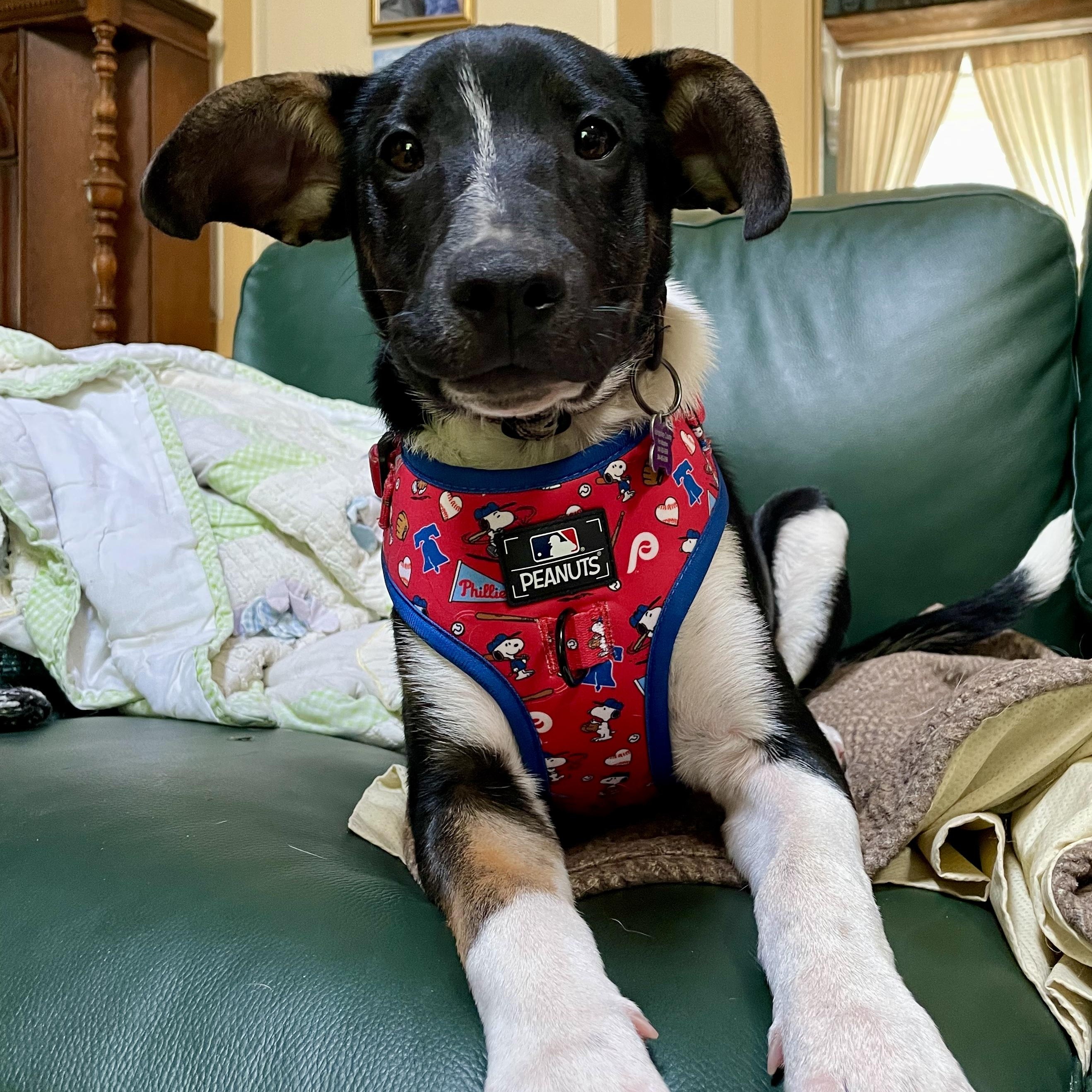 Mator, a ADOPTABLE mixed breed in High View, WV image 2/6