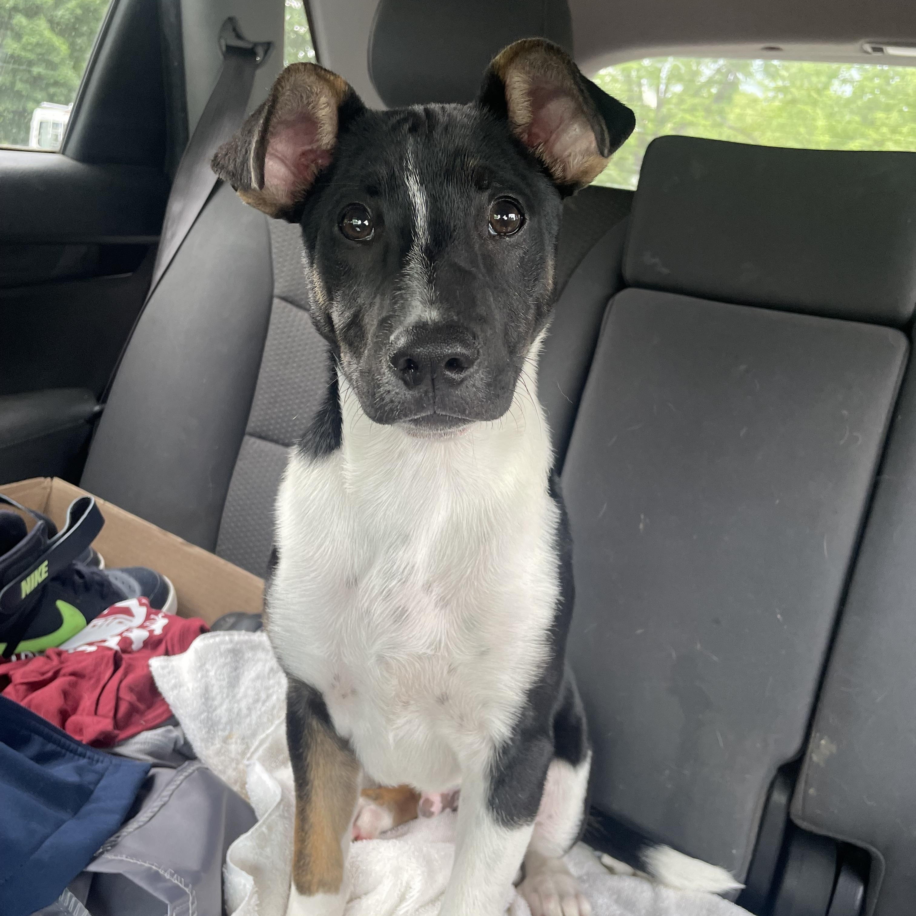 Mator, a ADOPTABLE mixed breed in High View, WV image 4/6