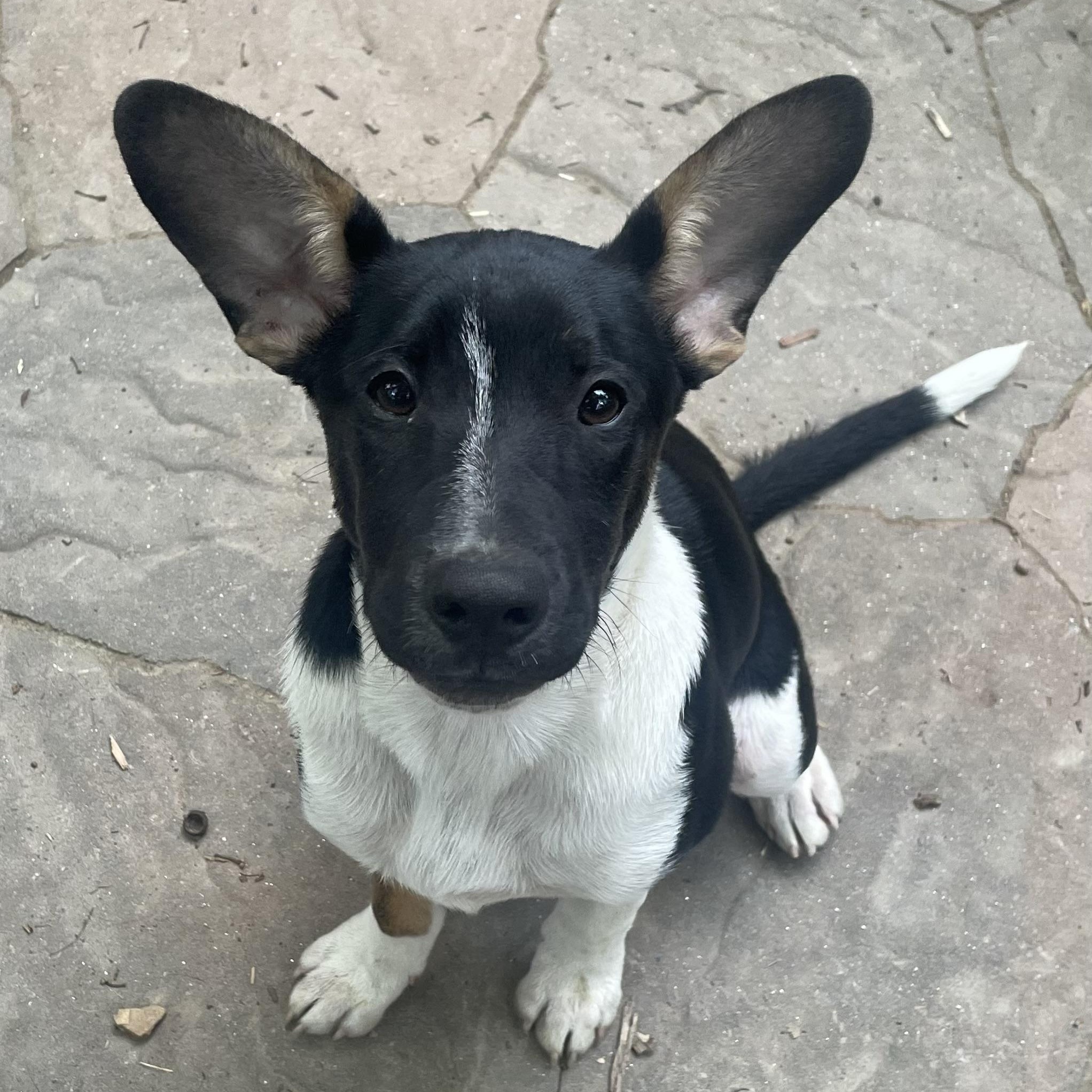 Mator, a ADOPTABLE mixed breed in High View, WV image 6/6