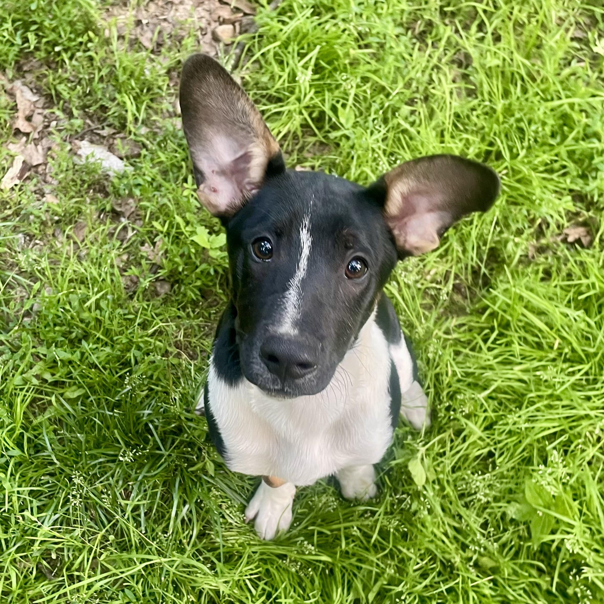 Mator, a ADOPTABLE mixed breed in High View, WV image 3/6
