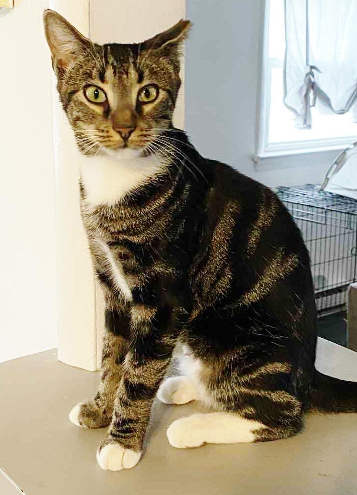 Myla , ADOPTABLE, Young Female Tabby.