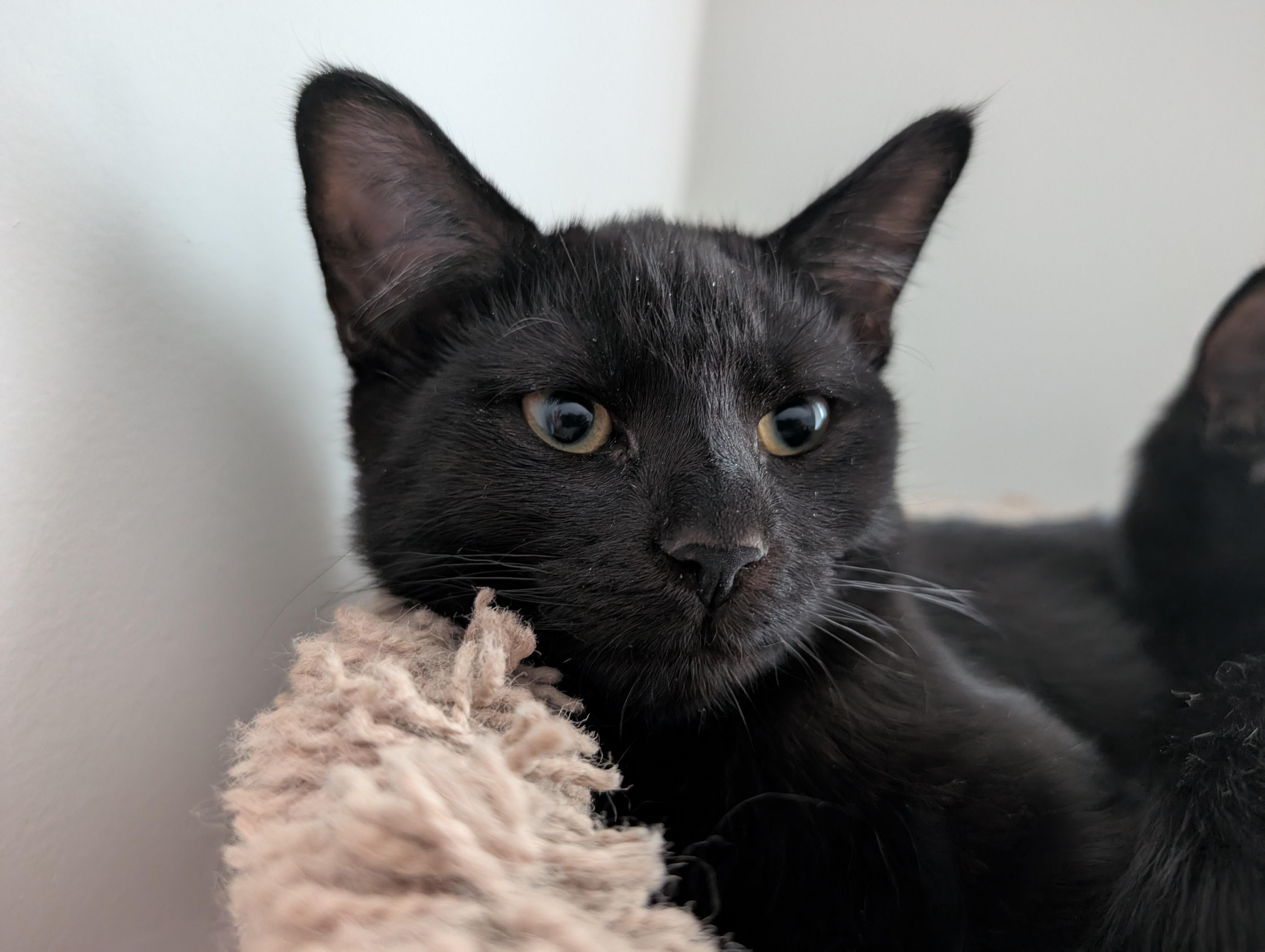 Astrid, ADOPTABLE, Kitten Female Domestic Short Hair.