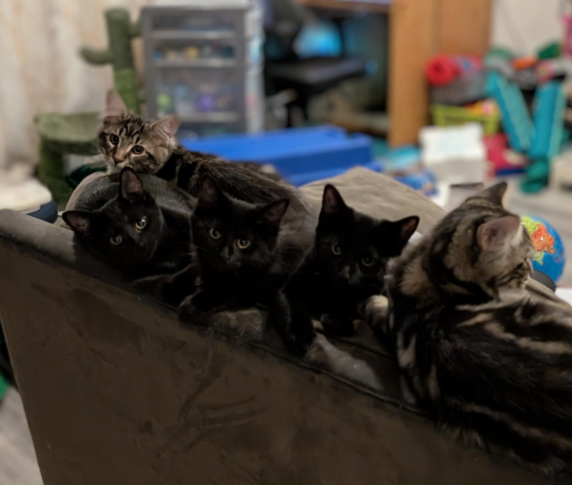 Astrid, a ADOPTABLE Domestic Short Hair in Cambridge, ON image 3/3