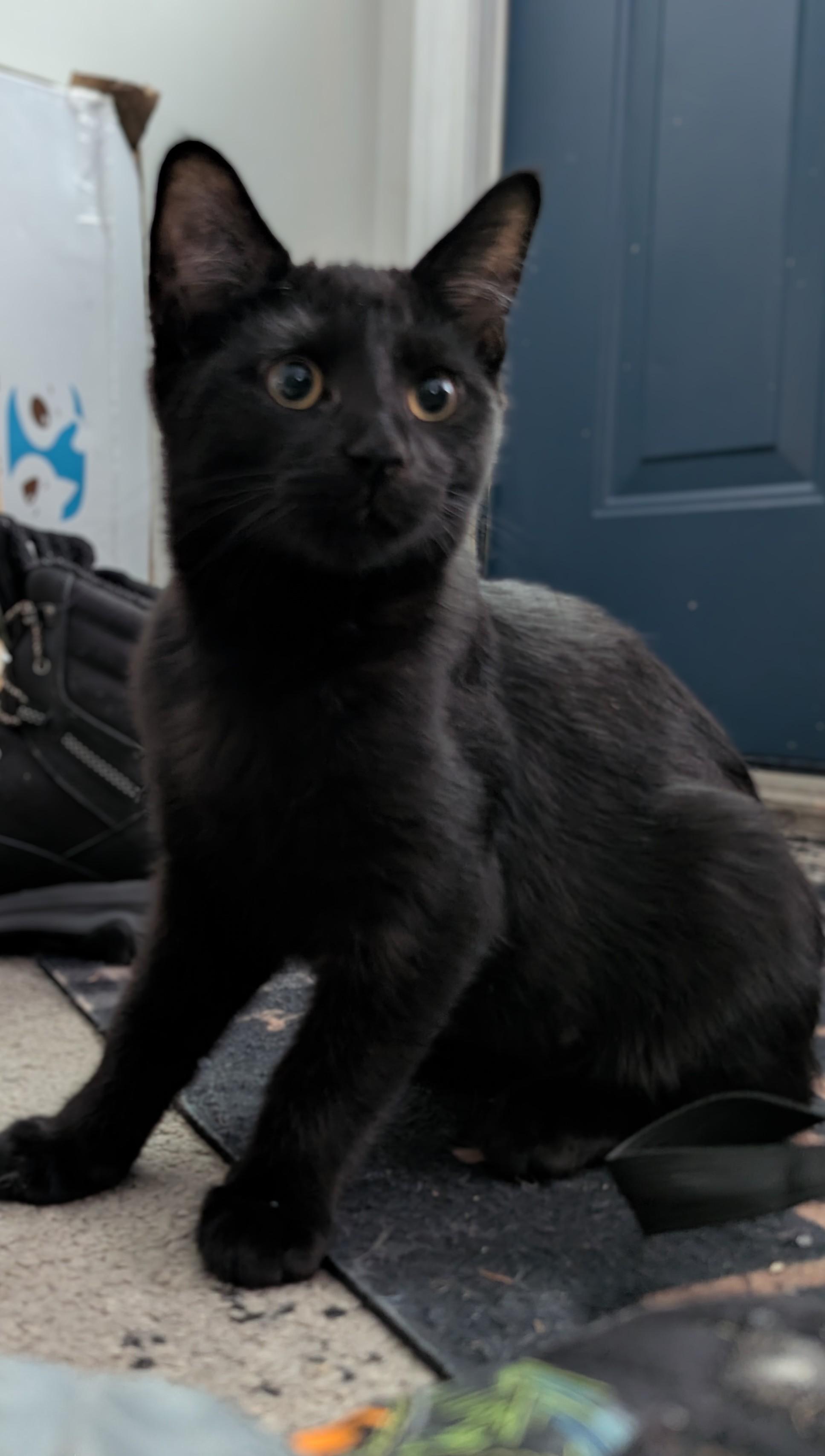 Astrid, a ADOPTABLE Domestic Short Hair in Cambridge, ON image 2/3