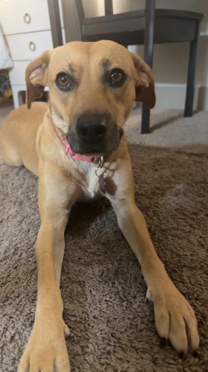 Sugar, a ADOPTABLE mixed breed in Lutz, FL image 4/4