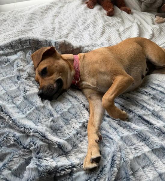 Sugar, a ADOPTABLE mixed breed in Lutz, FL image 3/4