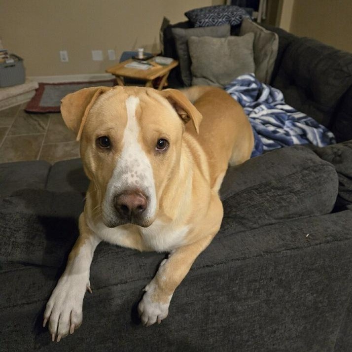Carlos, Adoptable, Adult Male Labrador Retriever.