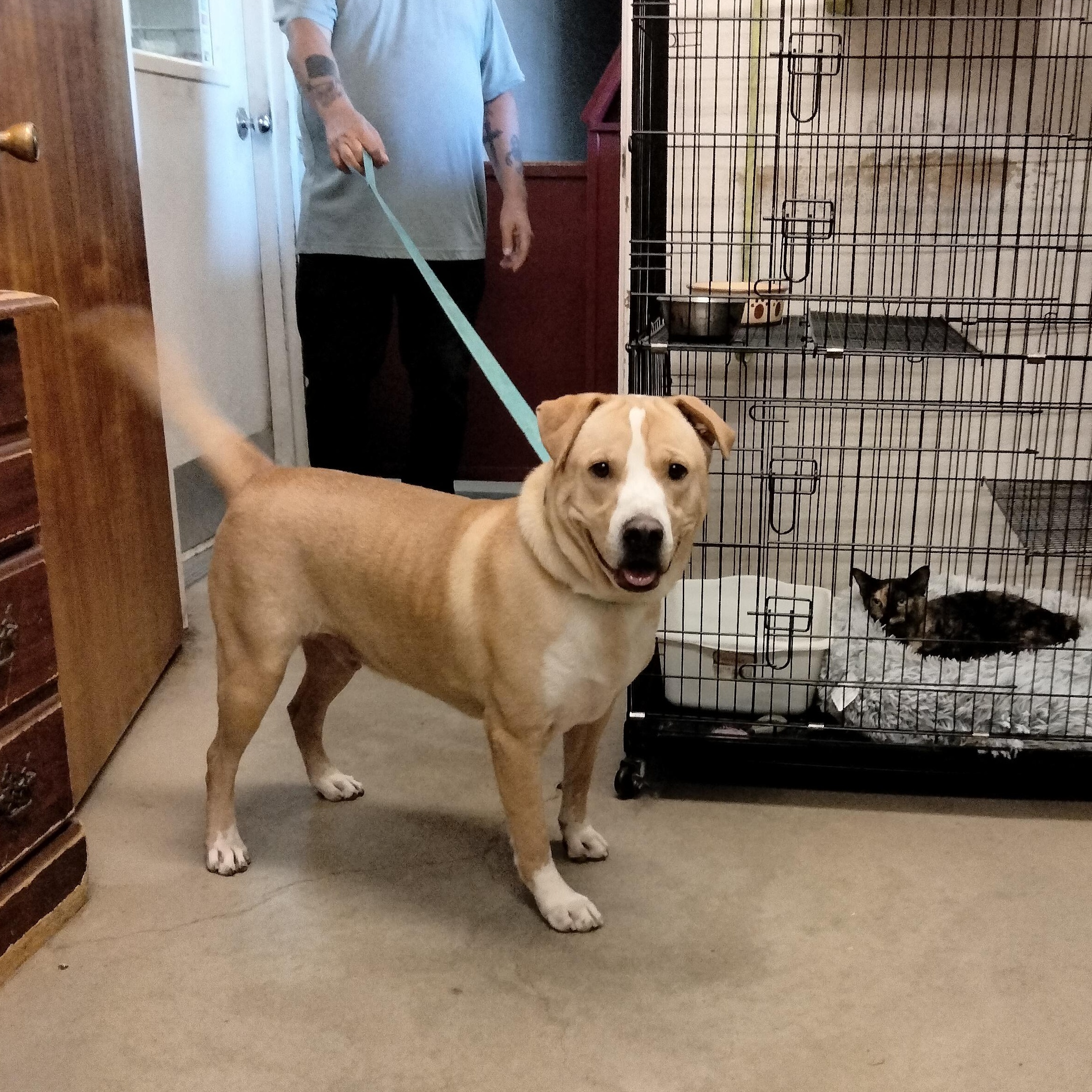 Enlarge Carlos, a Adoptable mixed breed in Brookeville, MD image 3/4