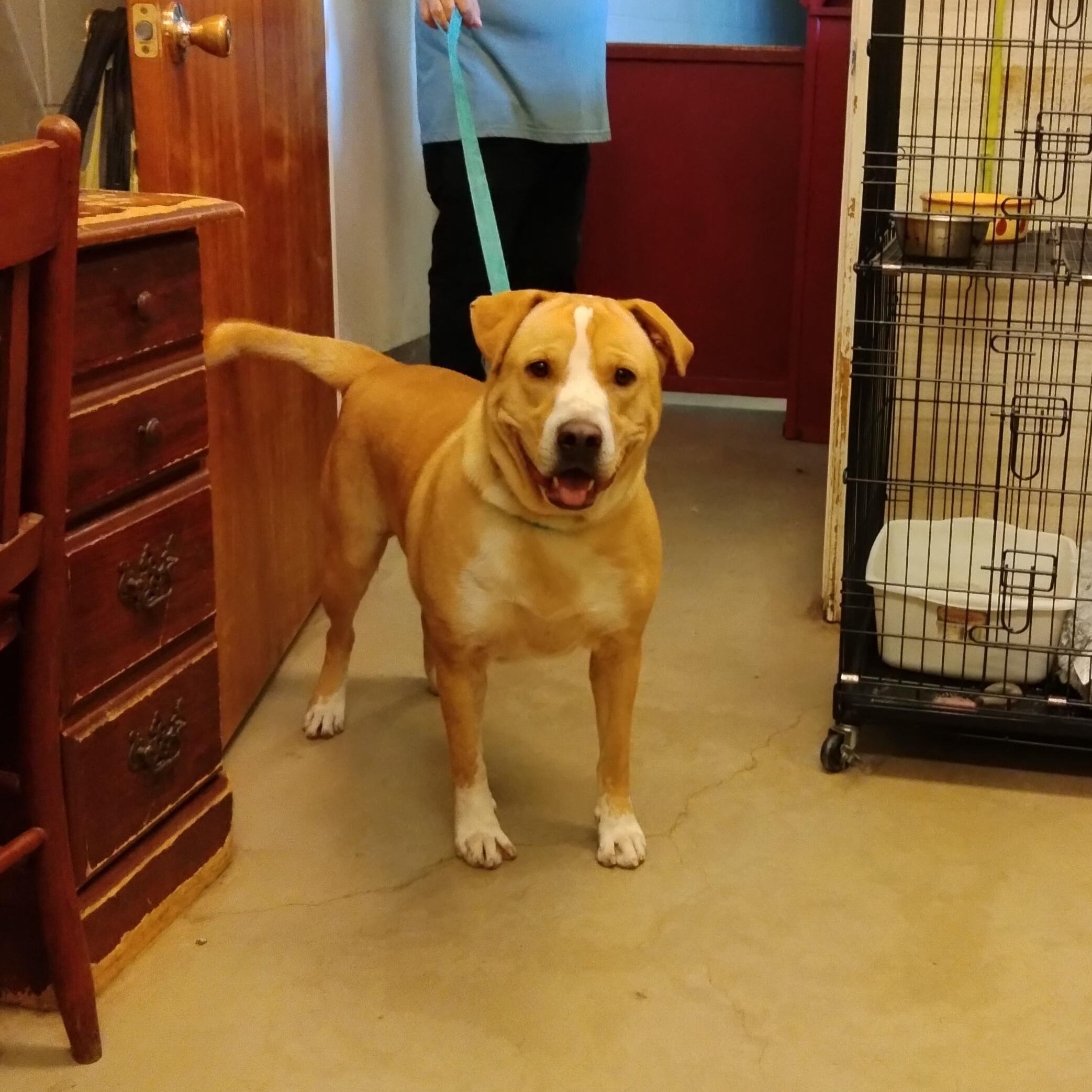 Enlarge Carlos, a Adoptable mixed breed in Brookeville, MD image 2/4