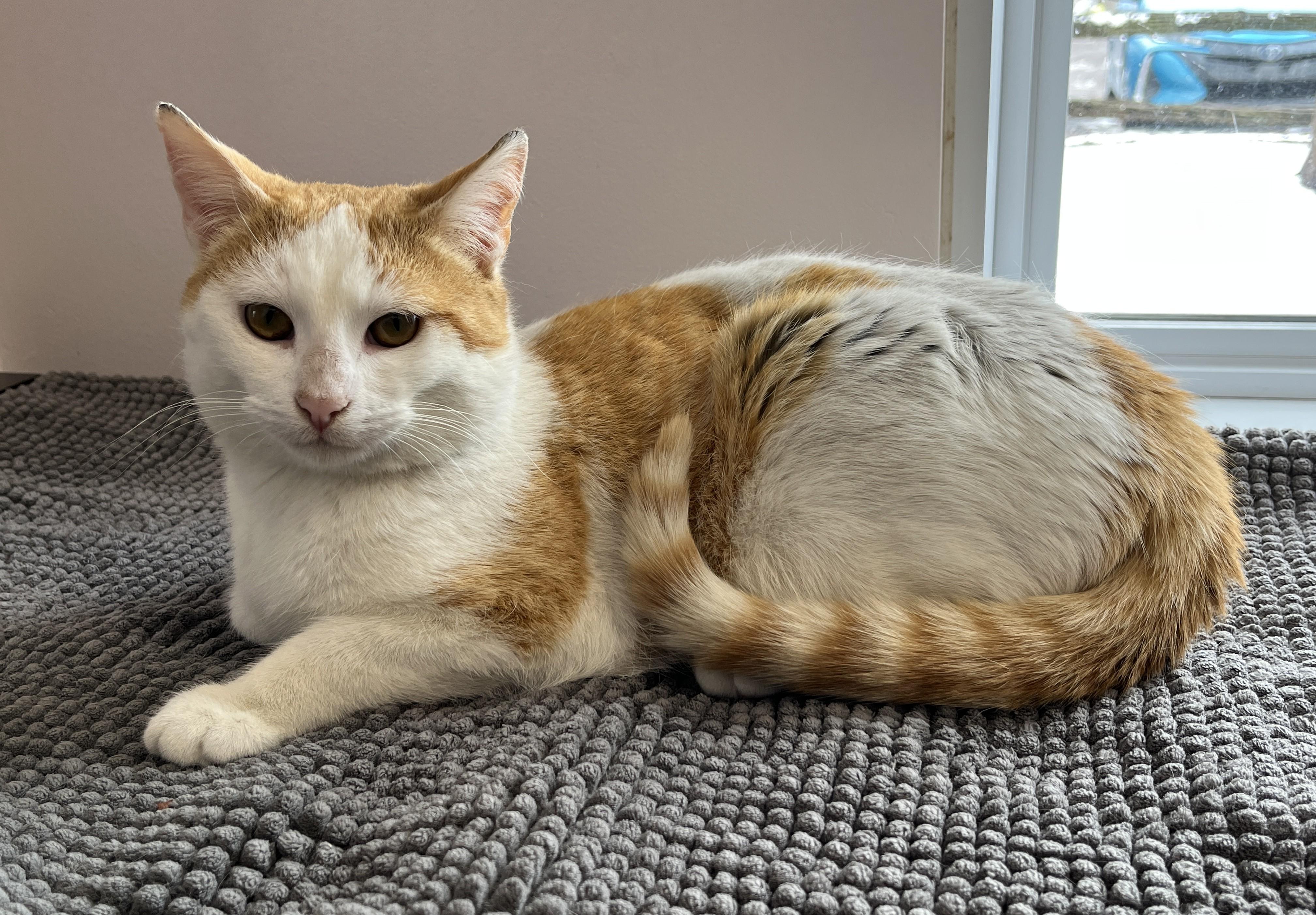 Enlarge CREAMSICLE (CR/SC), a Adoptable Domestic Short Hair in Sainte-Angele-de-Monnoir, QC image 1/6