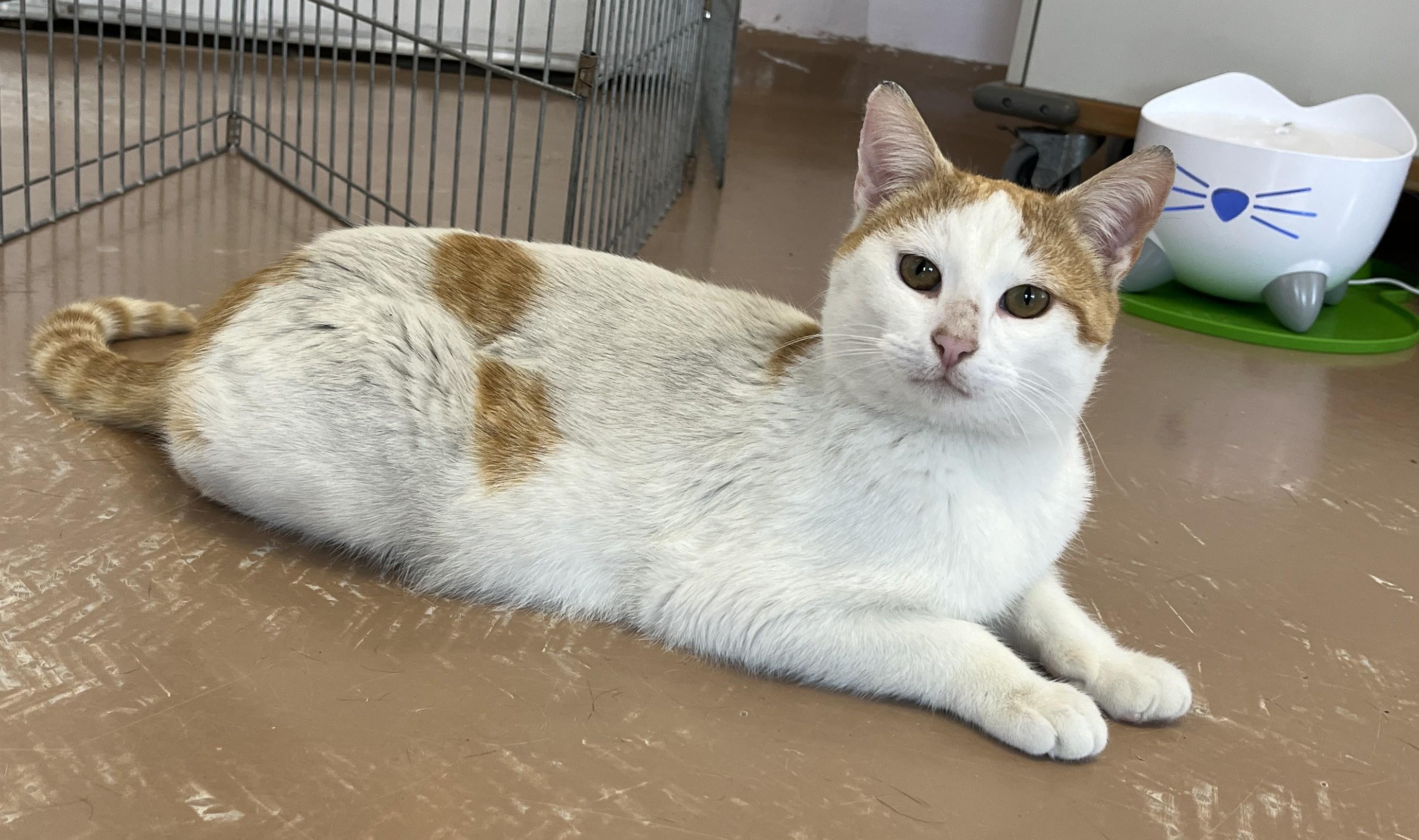 Enlarge CREAMSICLE (CR/SC), a Adoptable Domestic Short Hair in Sainte-Angele-de-Monnoir, QC image 5/6