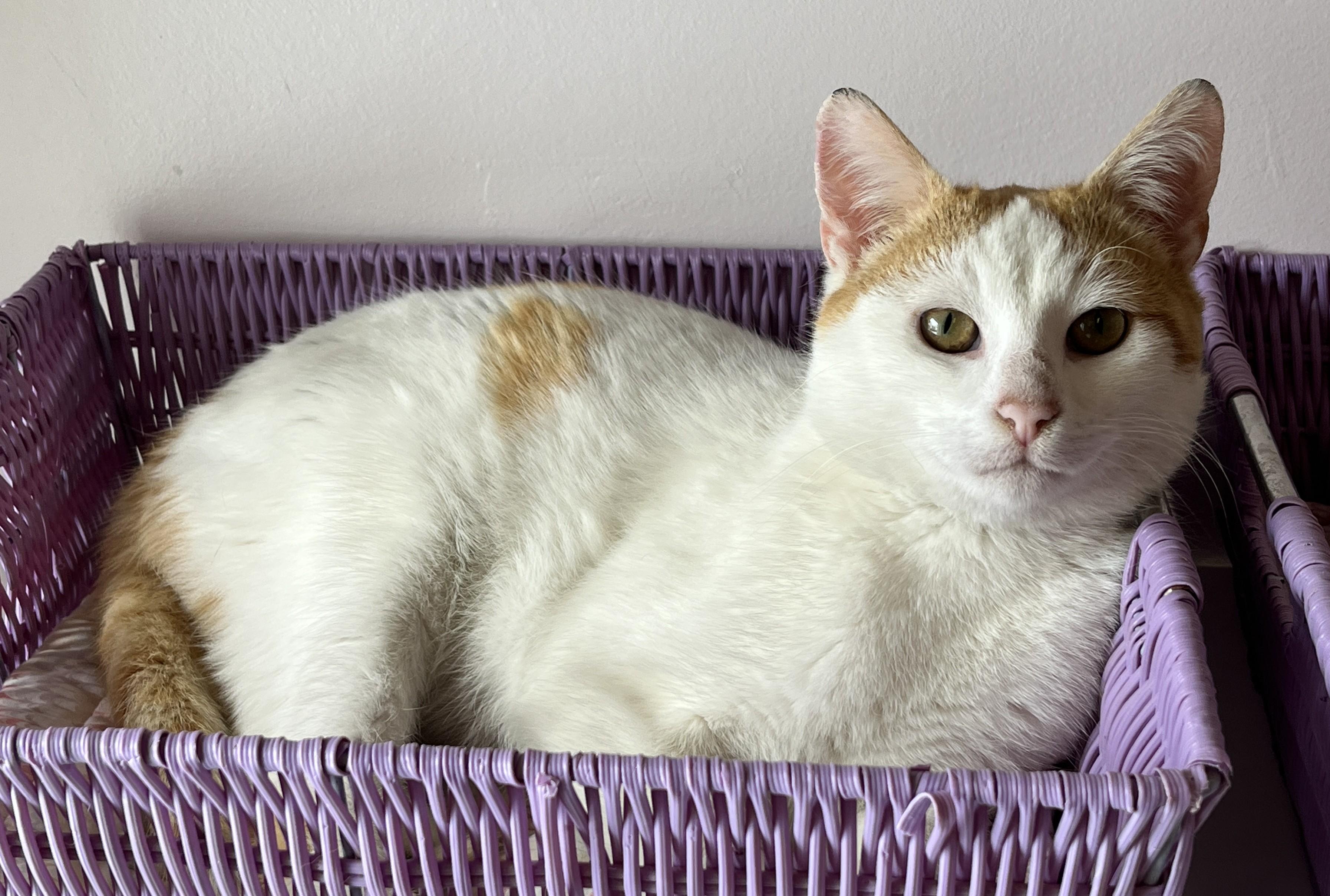 Enlarge CREAMSICLE (CR/SC), a Adoptable Domestic Short Hair in Sainte-Angele-de-Monnoir, QC image 3/6