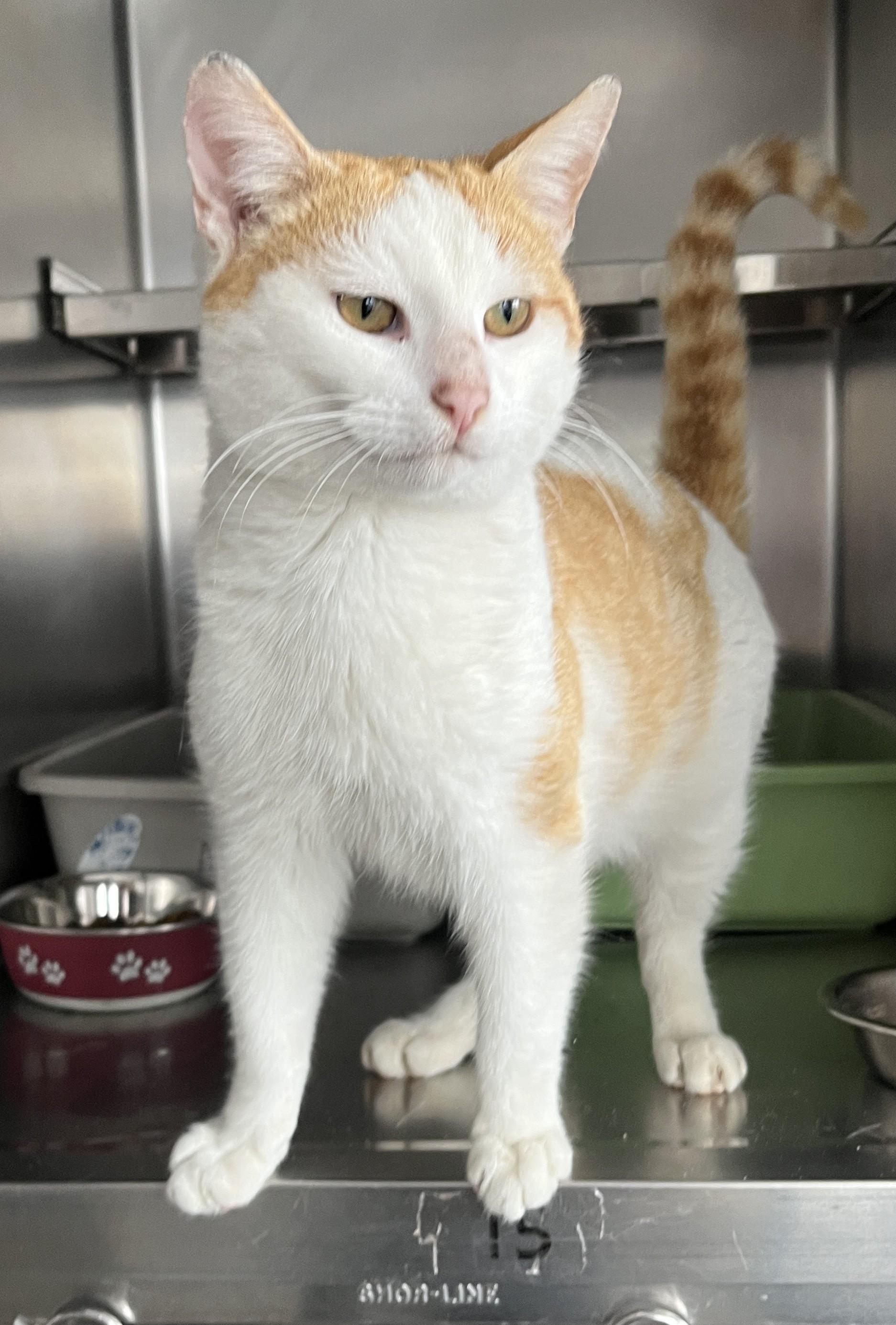 Enlarge CREAMSICLE (CR/SC), a Adoptable Domestic Short Hair in Sainte-Angele-de-Monnoir, QC image 2/6