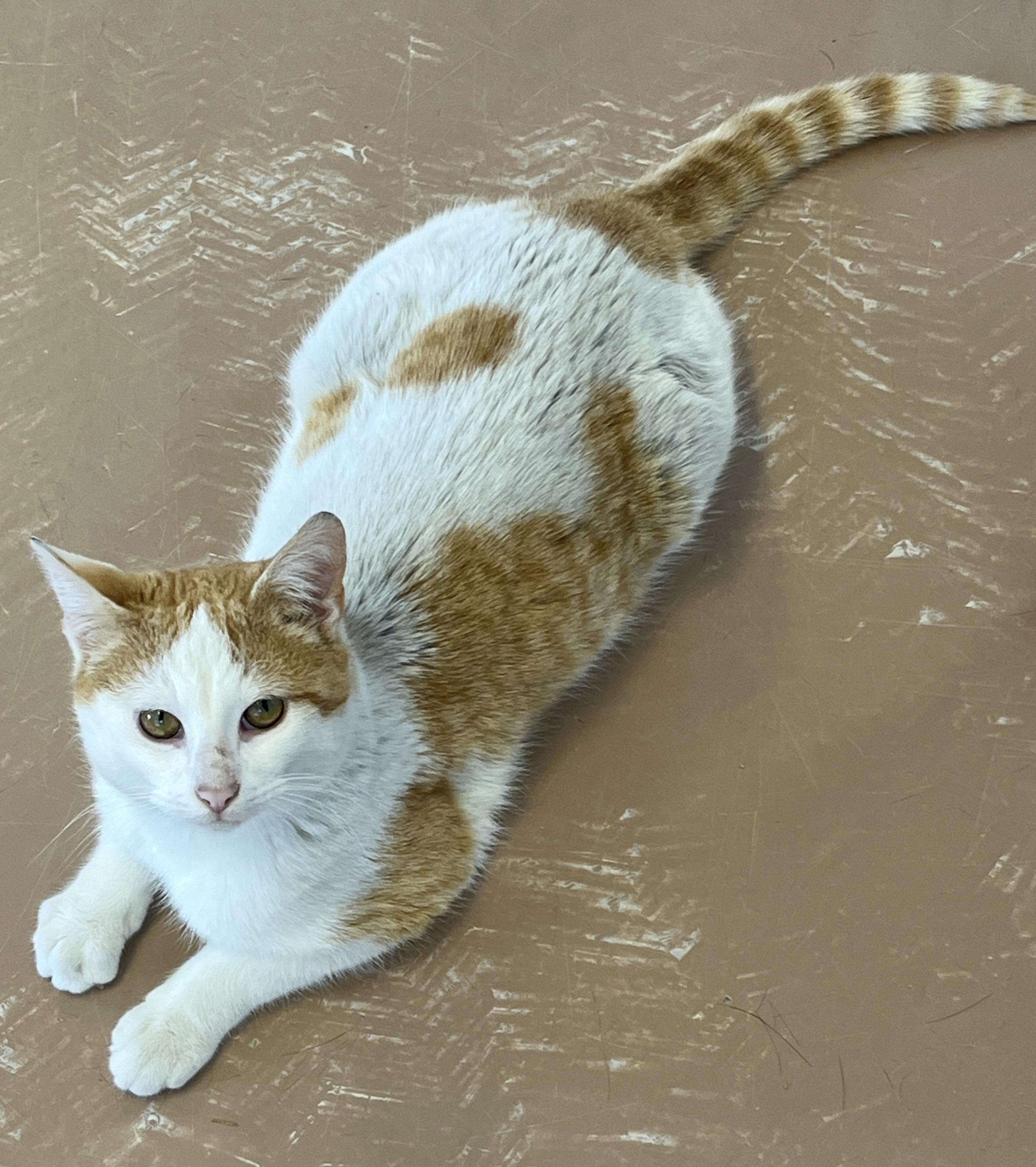 Enlarge CREAMSICLE (CR/SC), a Adoptable Domestic Short Hair in Sainte-Angele-de-Monnoir, QC image 4/6