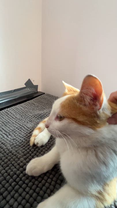 Enlarge CREAMSICLE (CR/SC), a Adoptable Domestic Short Hair in Sainte-Angele-de-Monnoir, QC video 6/6