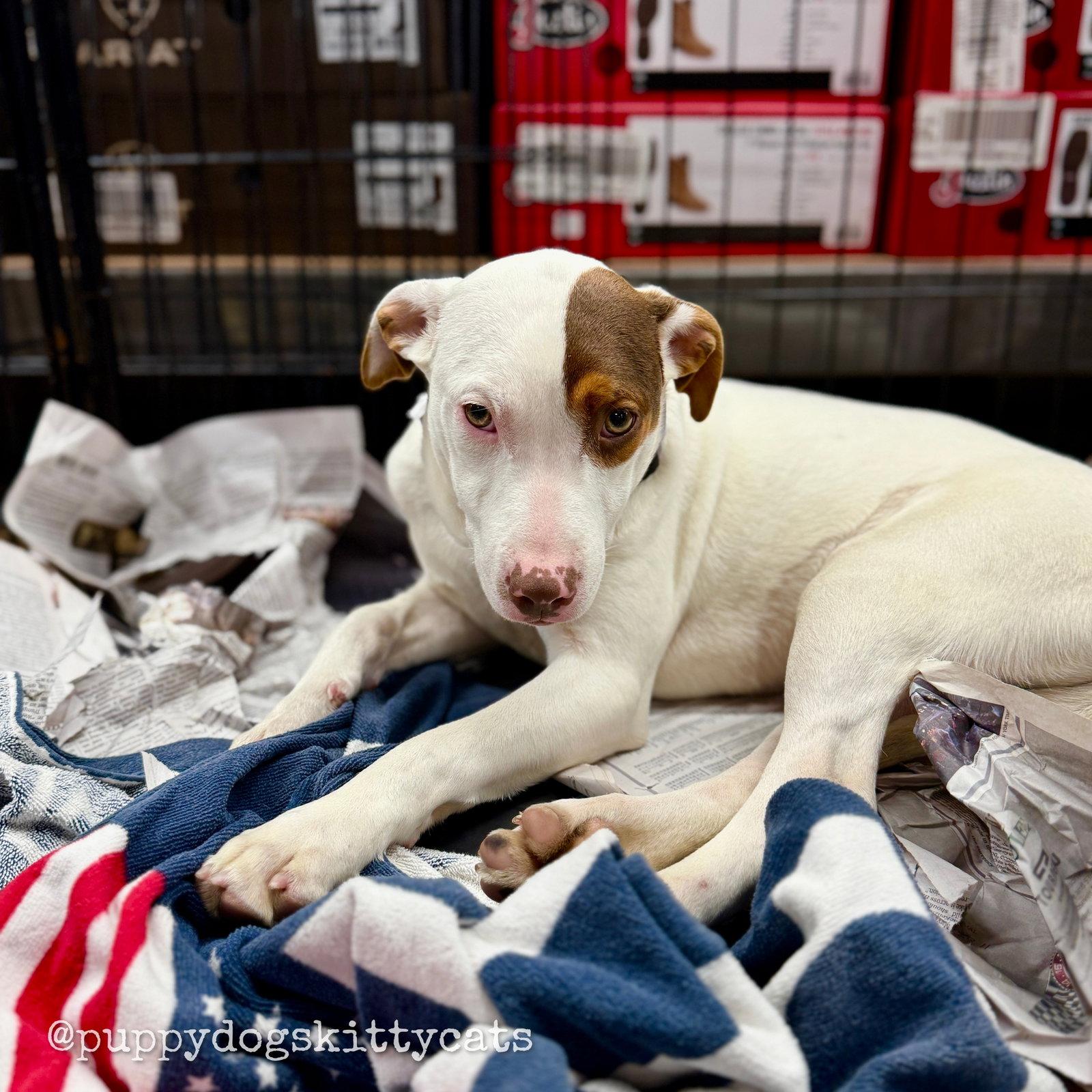 Sally, Adopted, Young Female Labrador Retriever & American Bulldog.
