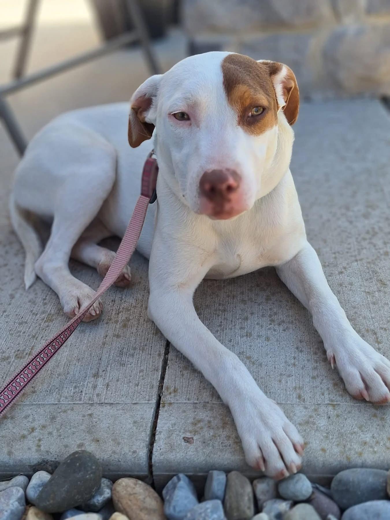 Sally, a Adopted mixed breed in Tarrytown, GA image 3/3