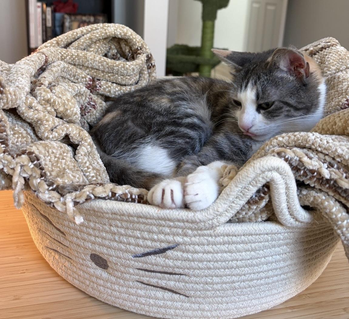 Polly, a Adoptable Domestic Short Hair in Seven Valleys, PA image 1/5