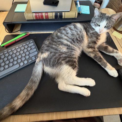 Polly, a Adoptable Domestic Short Hair in Seven Valleys, PA image 2/5
