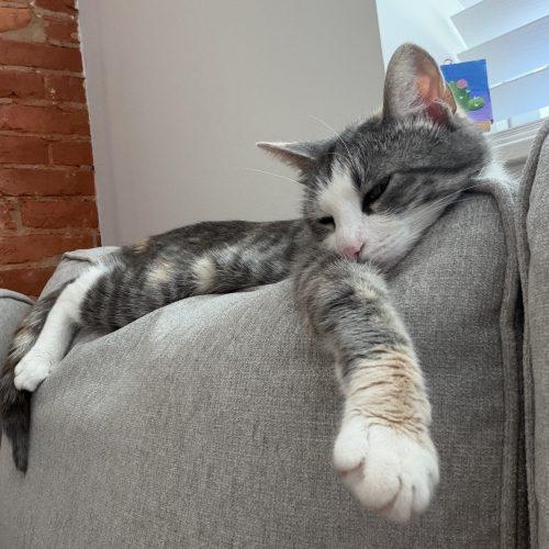 Polly, a Adoptable Domestic Short Hair in Seven Valleys, PA image 4/5