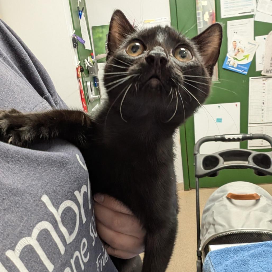 Miles, Adoptable, Kitten Male Domestic Short Hair.