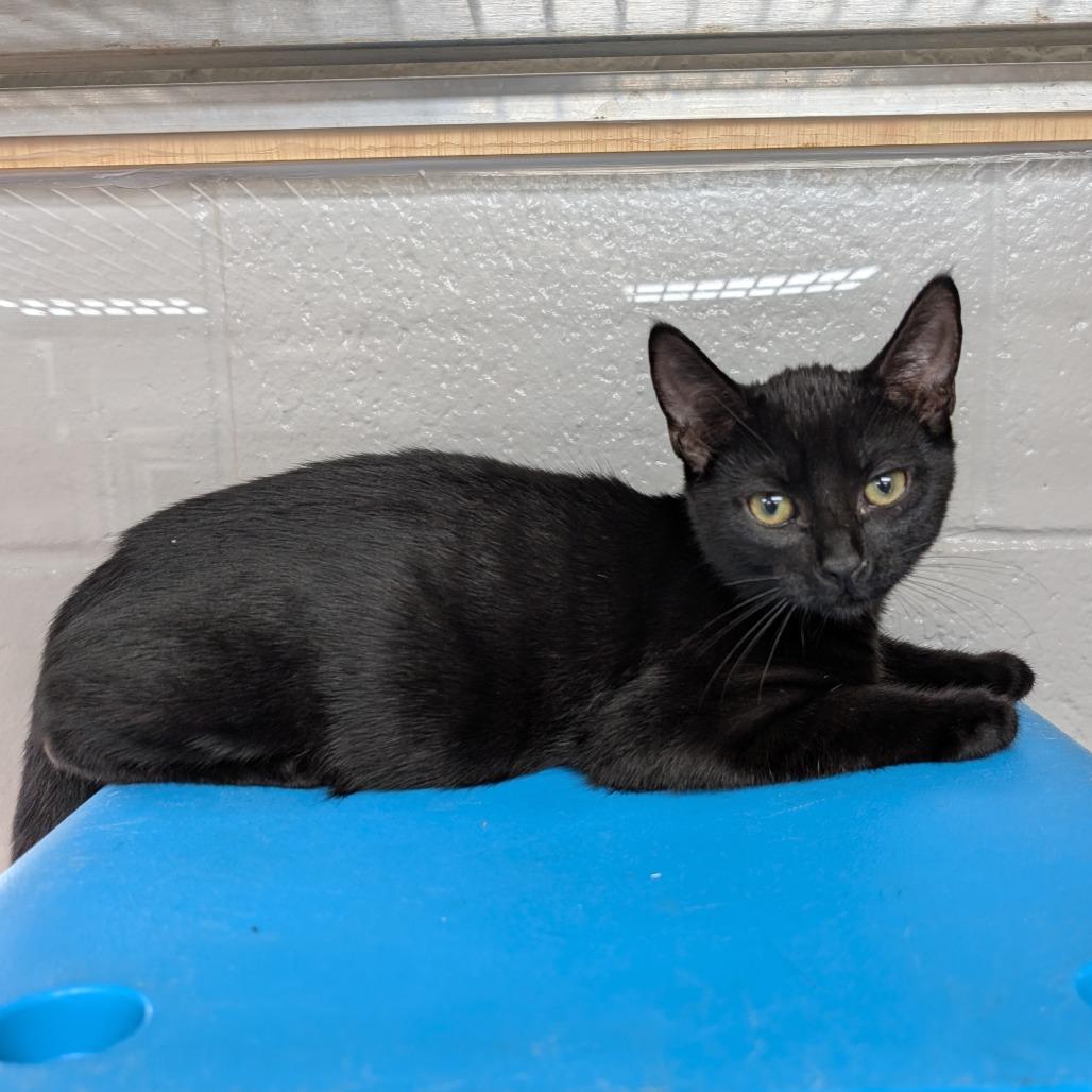 Enlarge Miles, a Adoptable Domestic Short Hair in Brookfield, WI image 3/3