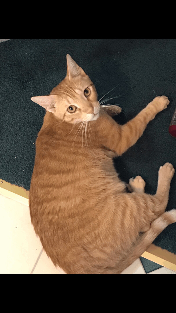 Orange, a Adoptable Tabby in Hopkinsville, KY image 1/10