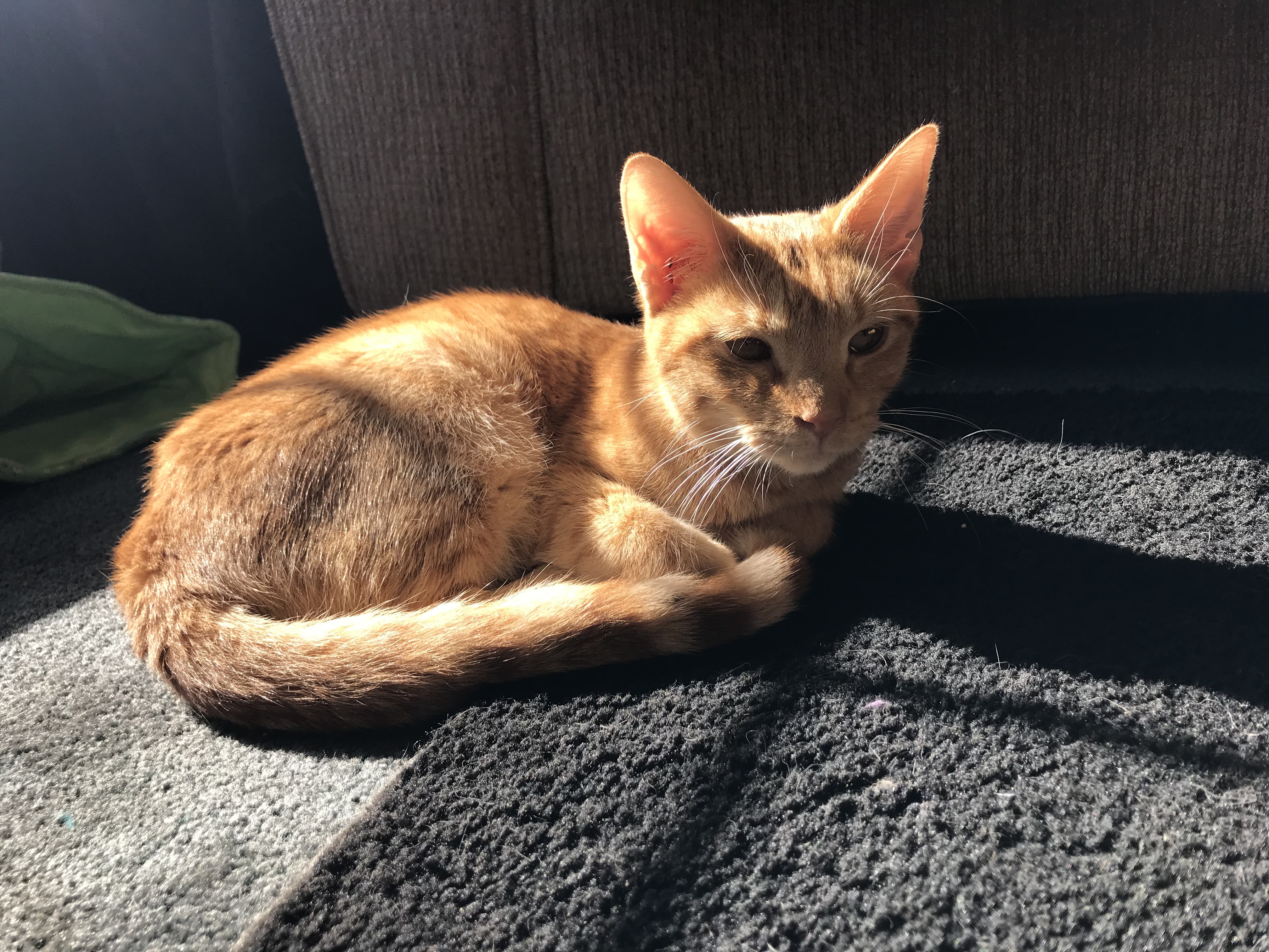 Orange, a Adoptable Tabby in Hopkinsville, KY image 3/10