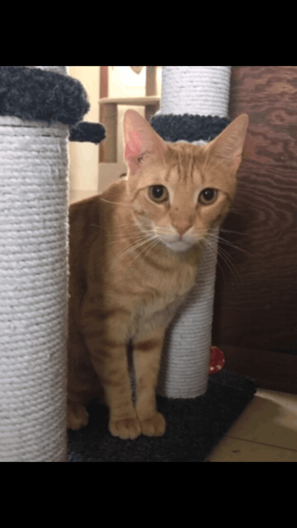 Orange, a Adoptable Tabby in Hopkinsville, KY image 4/10