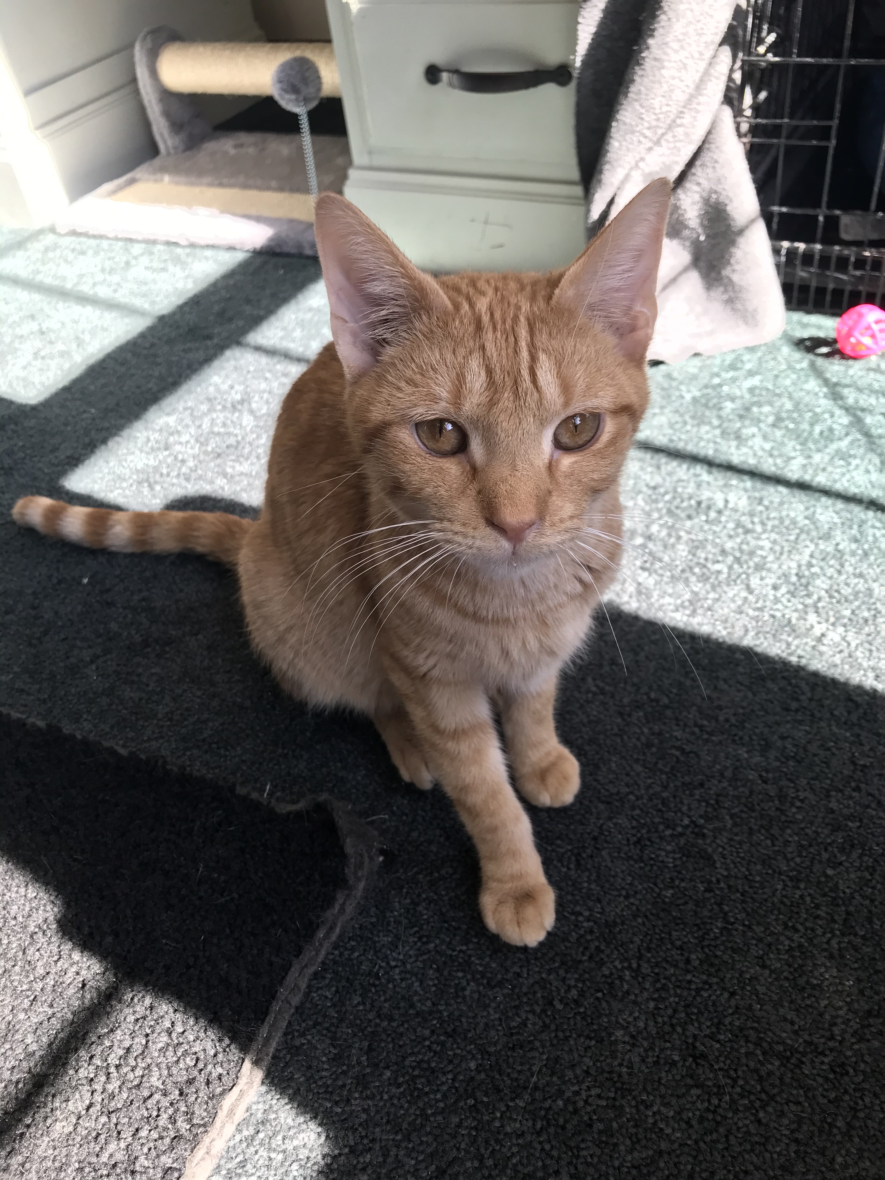 Orange, a Adoptable Tabby in Hopkinsville, KY image 5/10
