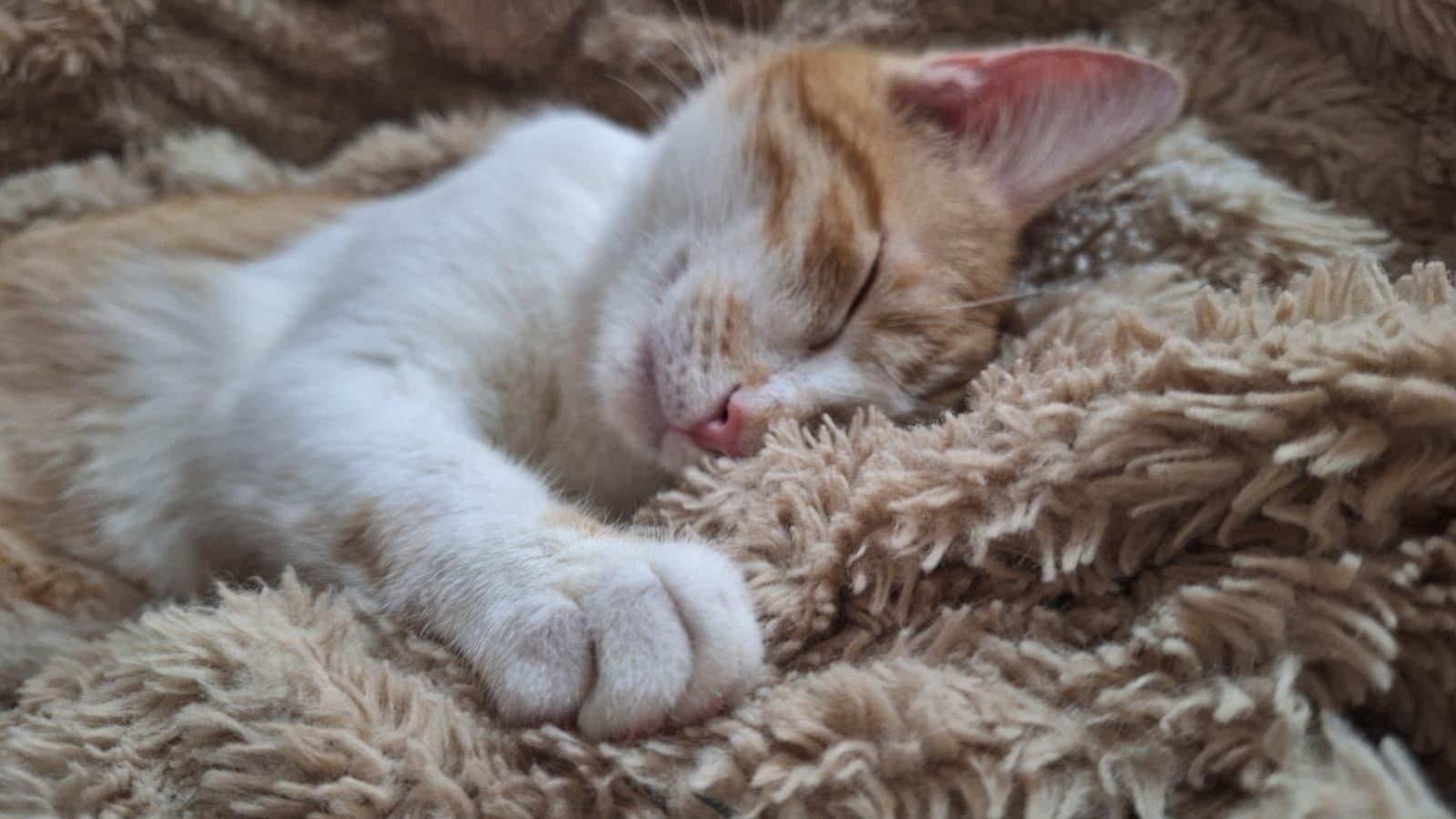 Enlarge French Fry, a ADOPTABLE Domestic Short Hair in Cumming, GA image 3/5