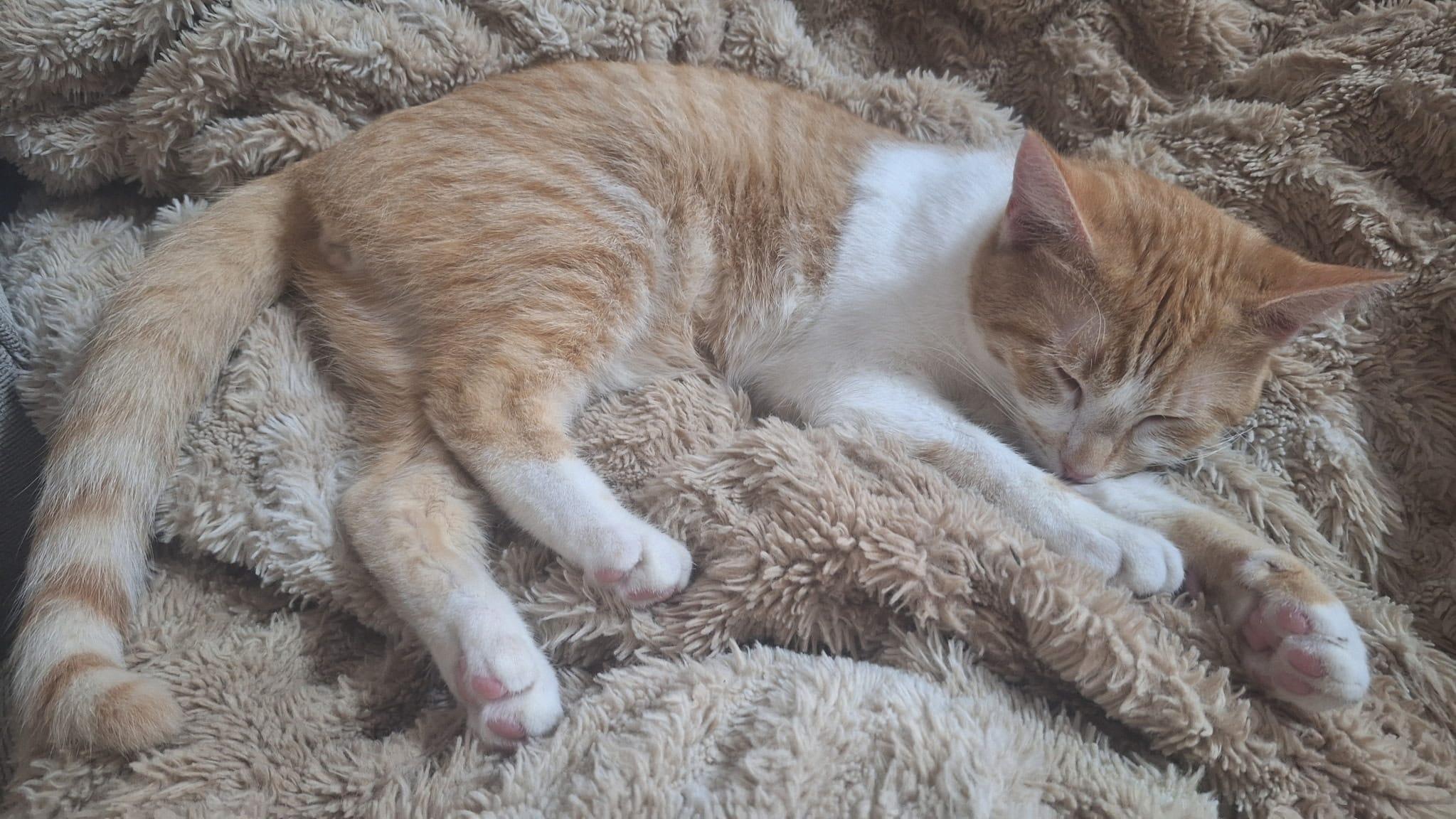 Enlarge French Fry, a ADOPTABLE Domestic Short Hair in Cumming, GA image 5/5