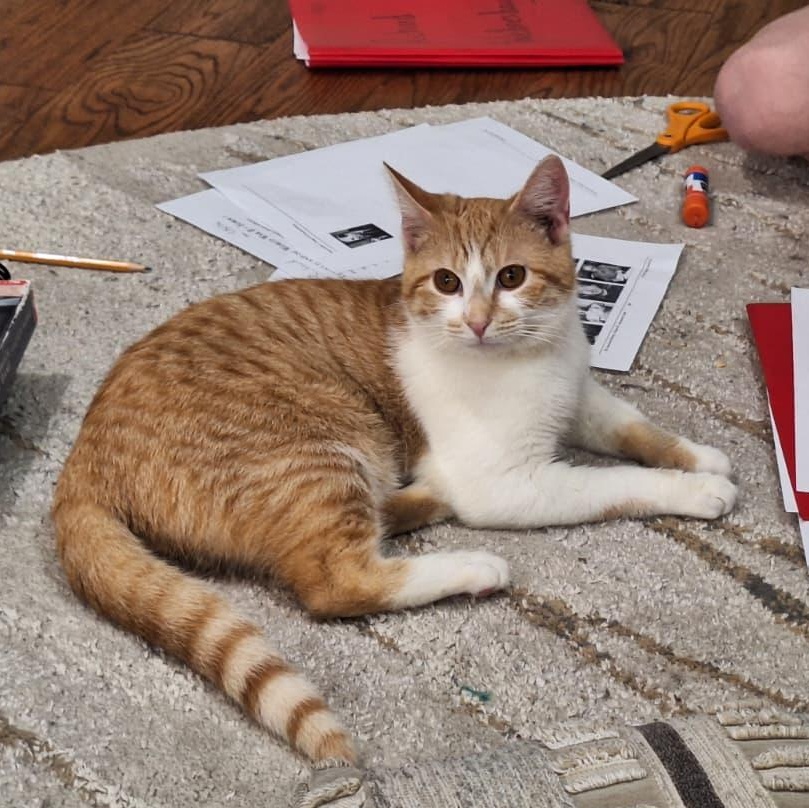 Enlarge French Fry, a ADOPTABLE Domestic Short Hair in Cumming, GA image 1/5