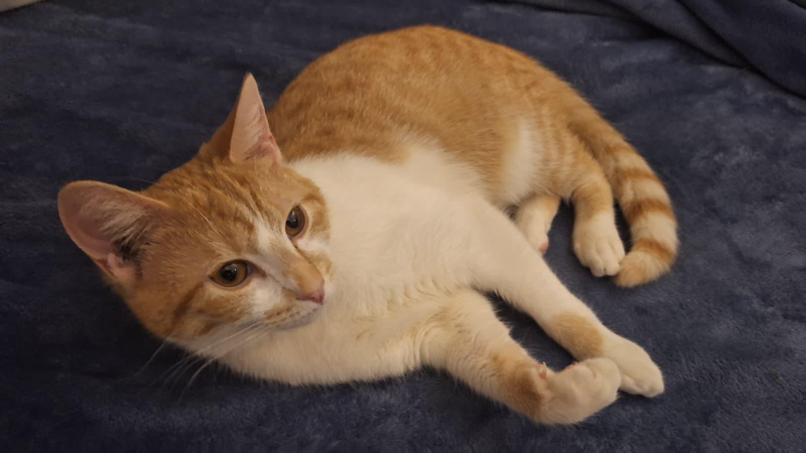 Enlarge French Fry, a ADOPTABLE Domestic Short Hair in Cumming, GA image 2/5