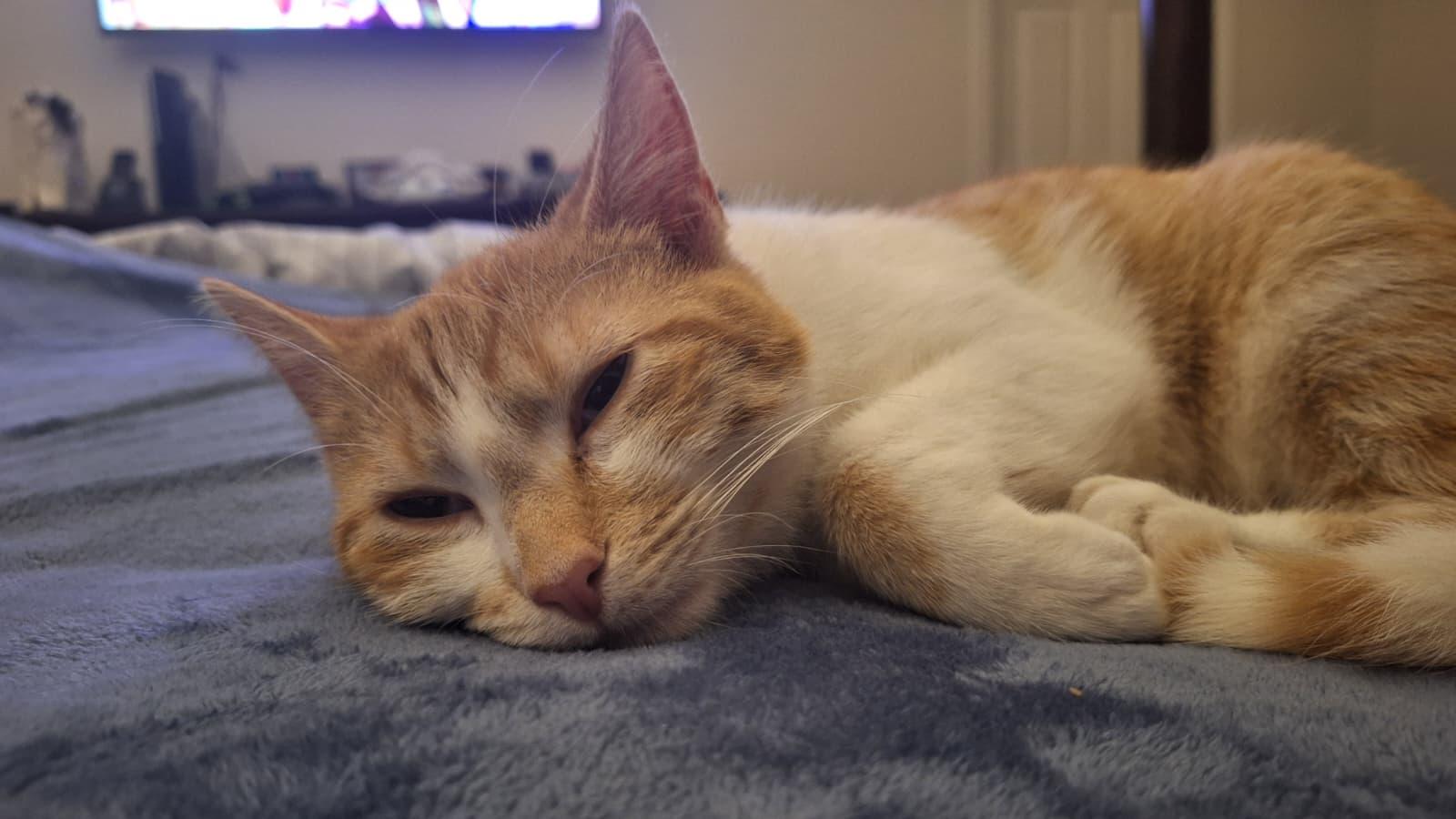 Enlarge French Fry, a ADOPTABLE Domestic Short Hair in Cumming, GA image 4/5