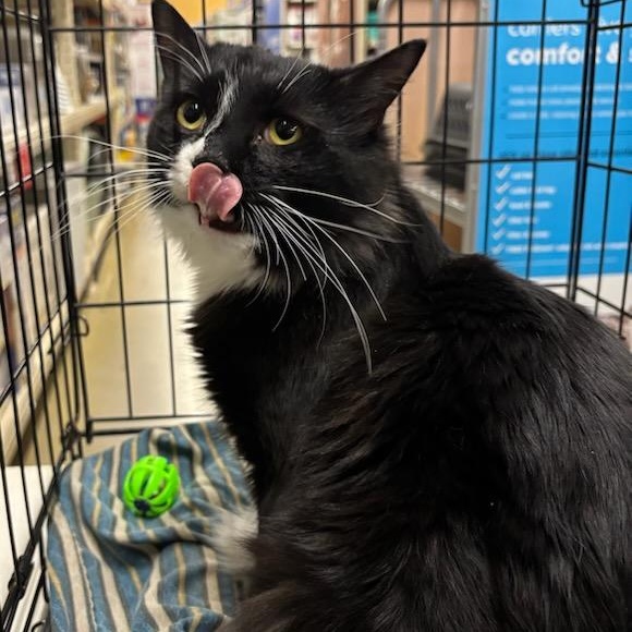 Enlarge Elmo, a Adoptable Domestic Medium Hair in Stanhope, NJ image 2/5