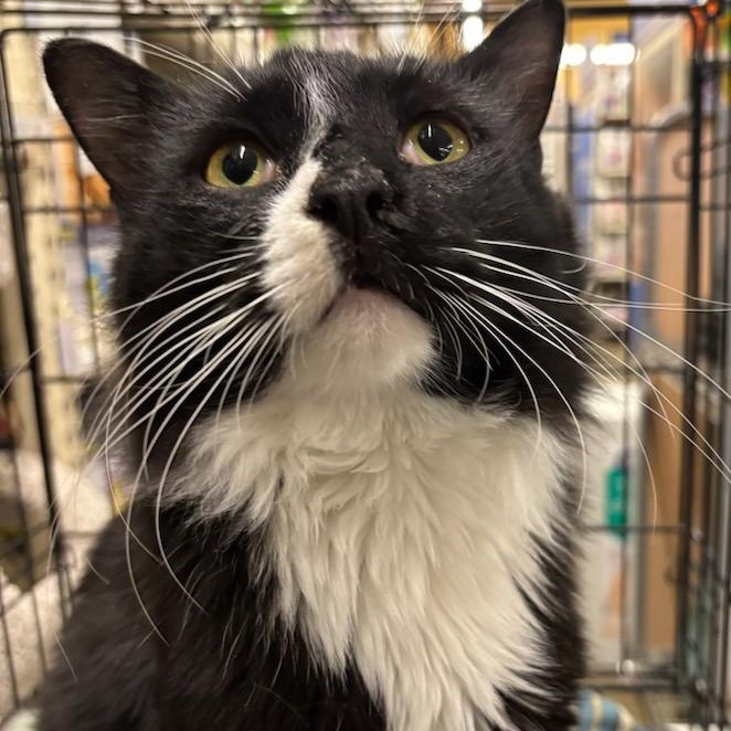 Enlarge Elmo, a Adoptable Domestic Medium Hair in Stanhope, NJ image 3/5