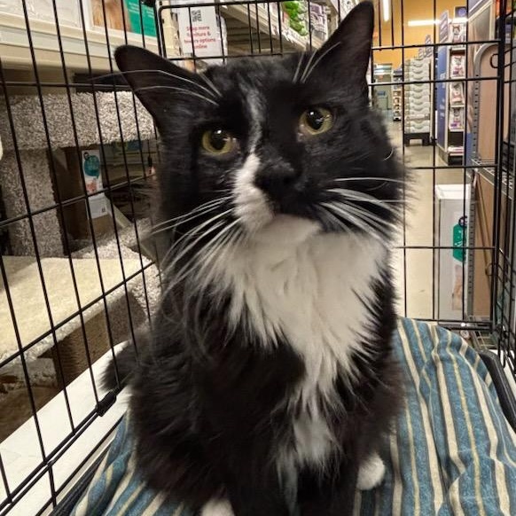 Enlarge Elmo, a Adoptable Domestic Medium Hair in Stanhope, NJ image 4/5