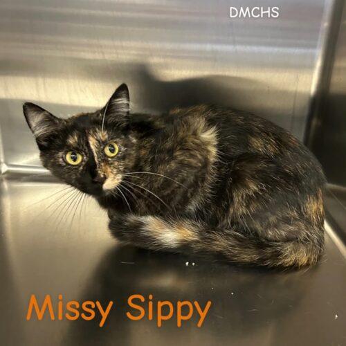 Missy Sippy, Adoptable, Young Female Domestic Short Hair.