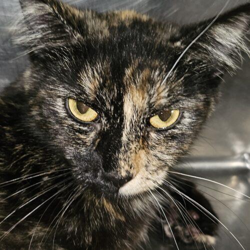 Enlarge Missy Sippy, a Adoptable Domestic Short Hair in Burlington, IA image 2/2