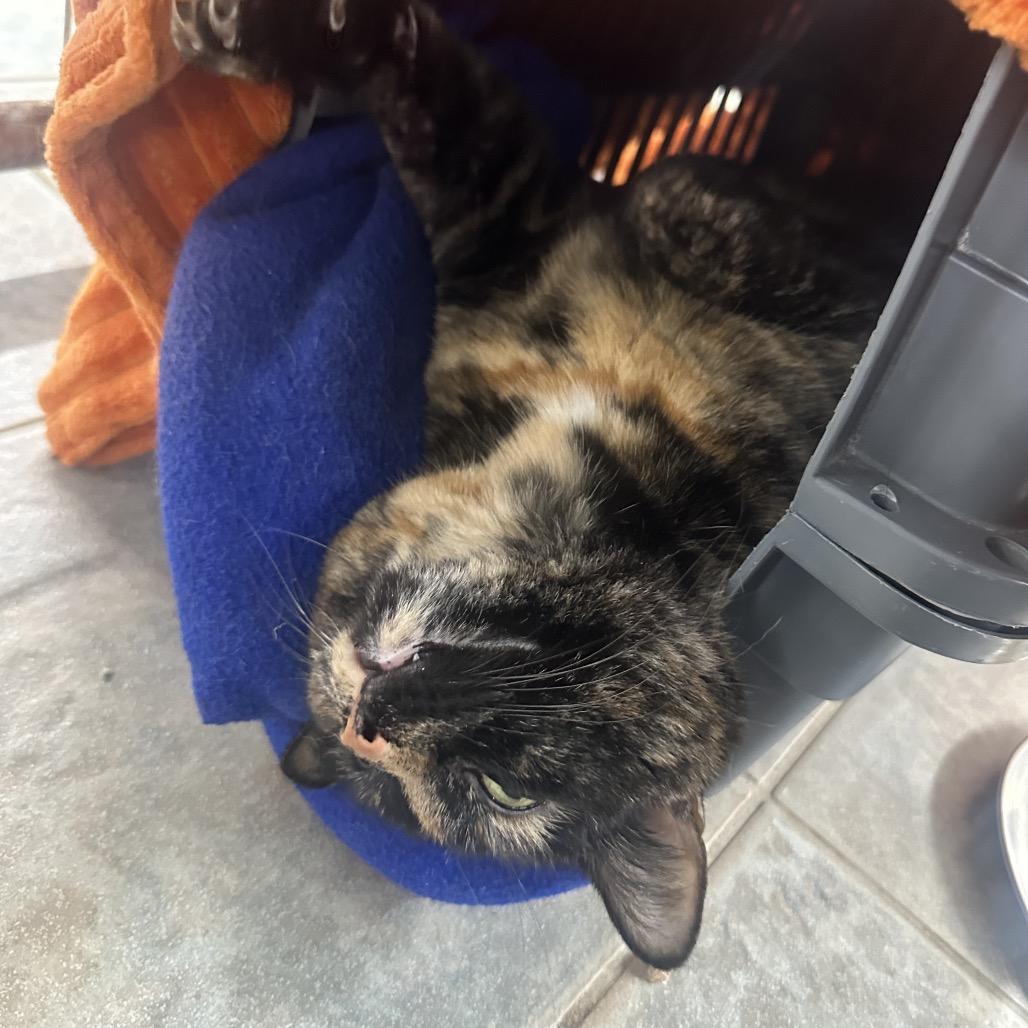 Enlarge Daisy, a Adoptable Domestic Short Hair in East Smithfield , PA image 1/6