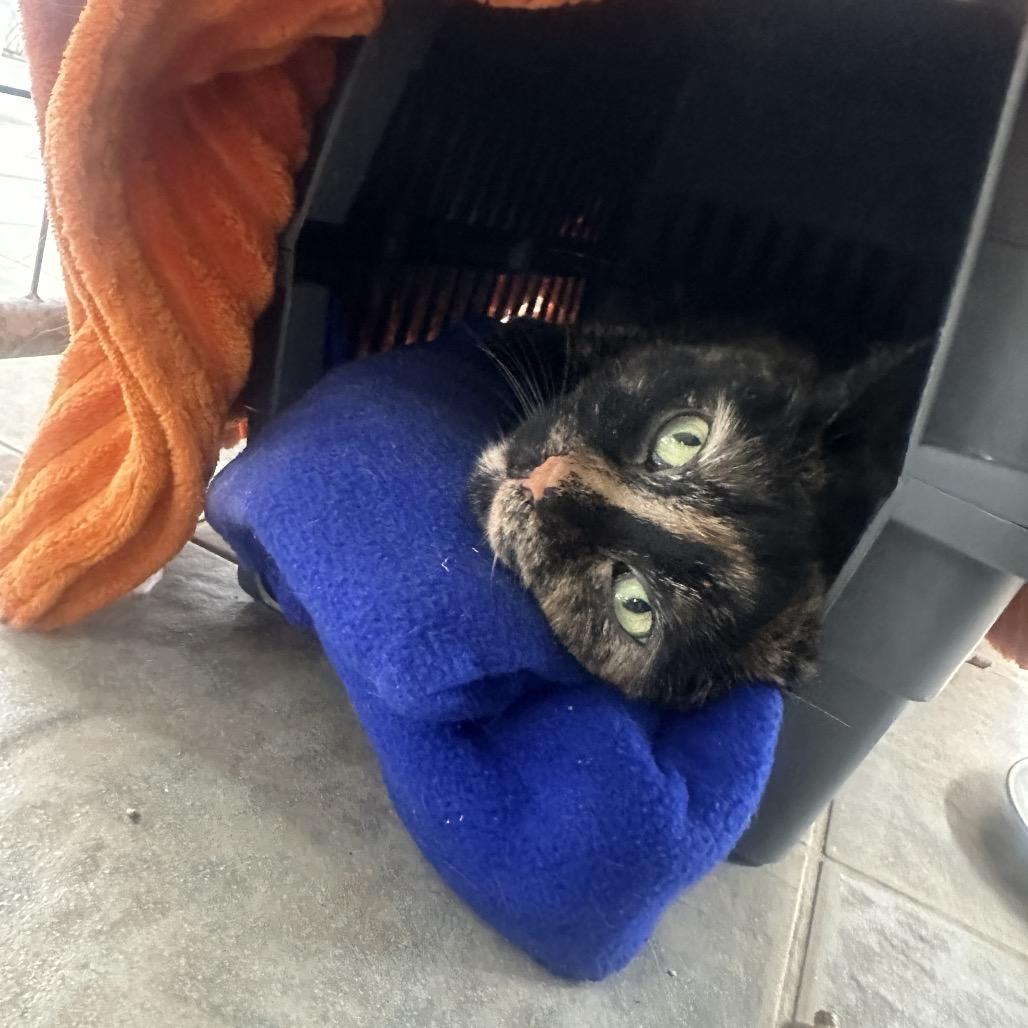 Enlarge Daisy, a Adoptable Domestic Short Hair in East Smithfield , PA image 2/6