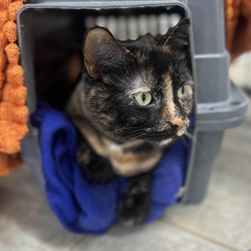 Enlarge Daisy, a Adoptable Domestic Short Hair in East Smithfield , PA image 3/6