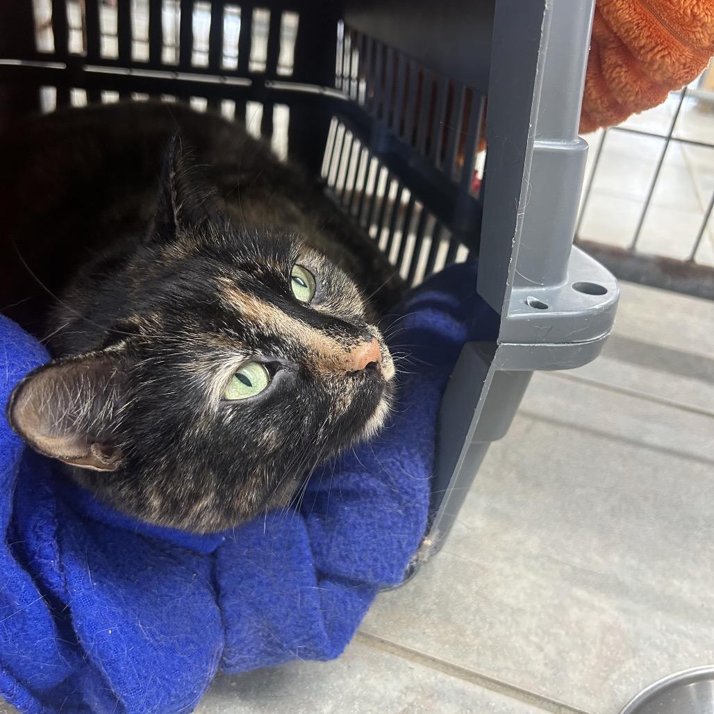 Enlarge Daisy, a Adoptable Domestic Short Hair in East Smithfield , PA image 4/6